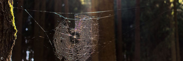 Spinnennetz im Wald