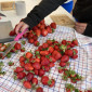 Erdbeeren schneiden