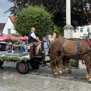 Pferdewagen mit Glocken
